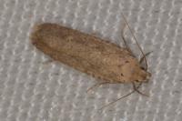 Platyedra subcinerea