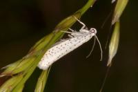 Yponomeuta evonymella