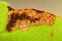 Bohemannia pulverosella