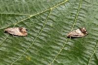 Cydia splendana
