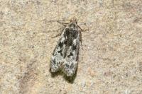 Anacampsis blattariella/populella