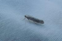 Yponomeuta irrorella