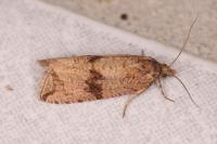 Celypha striana