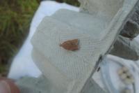 Clepsis consimilana