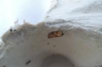 Epagoge grotiana
