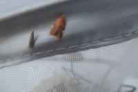 Acleris holmiana