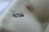 Acleris variegana