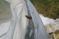 Aethes rutilana