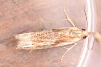Eucosma gr. cana