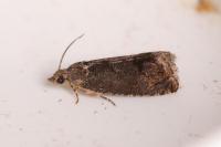 Cydia splendana