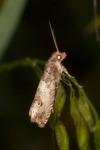 Notocelia
