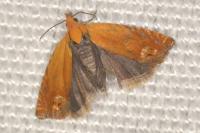 Lathronympha strigana