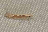 Plutella xylostella