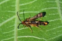 Chamaesphecia euceraeformis