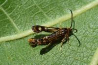 Chamaesphecia euceraeformis