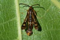 Chamaesphecia euceraeformis