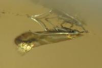 Phyllonorycter salictella