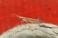 Plutella xylostella