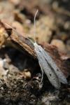 Coleophora hemerobiella
