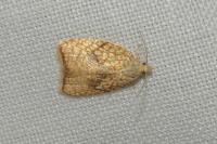 Acleris forsskaleana