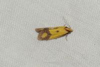 Agapeta zoegana