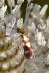 Micropterix aglaella