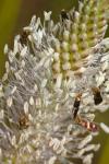 Micropterix aglaella