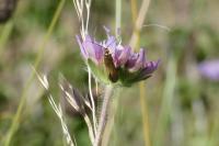 Nemophora metallica