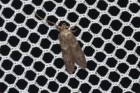 Blastobasis glandulella