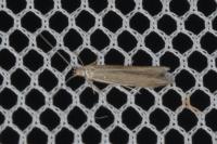 Coleophora