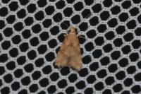 Brachmia blandella