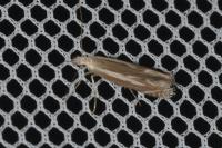 Isophrictis lineatella