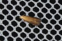 Monochroa cytisella