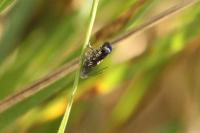 Grapholita compositella