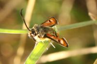Pyropteron chrysidiforme