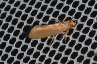 Crassa unitella