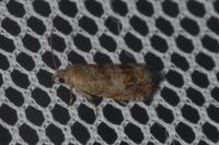 Cydia gr. succedana