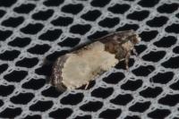 Gibberifera simplana