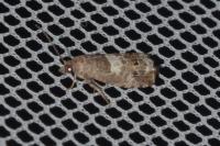 Notocelia trimaculana