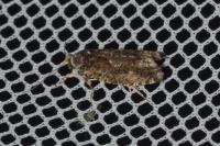 Zeiraphera isertana