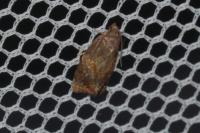 Ditula angustiorana