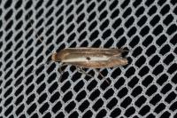 Parahyponomeuta egregiella