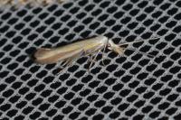 Coleophora