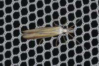 Coleophora