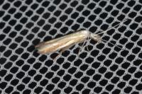 Coleophora