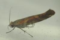 Argyresthia goedartella