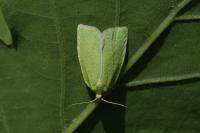 Tortrix viridana