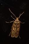 Hofmannophila pseudospretella