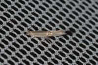 Cosmopterix lienigiella