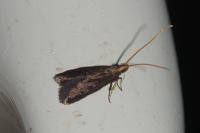 Lecithocera nigrana